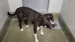 acs A556355