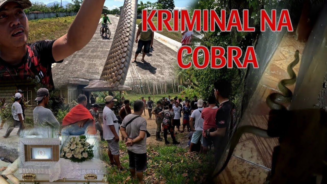 PAT*Y ANG BATA MATAPUS MATUKLAW DAW NG MAKAMANDAG NA COBRA #cobraprince 