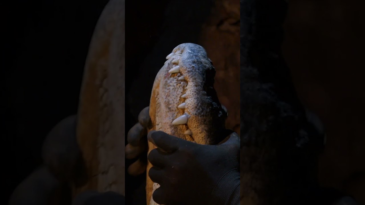 The Team Rescues a Gator From Deep Beneath A Cave