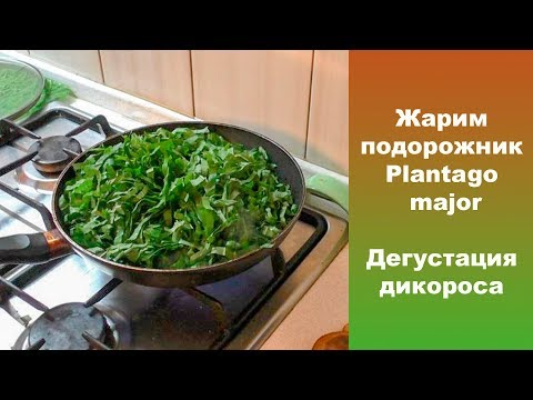 Видео: Жарим подорожник!   Plantago major. Дегустация дикороса.