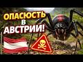 🇦🇹 Ядовитые животные Австрии которые можно встретить в природе