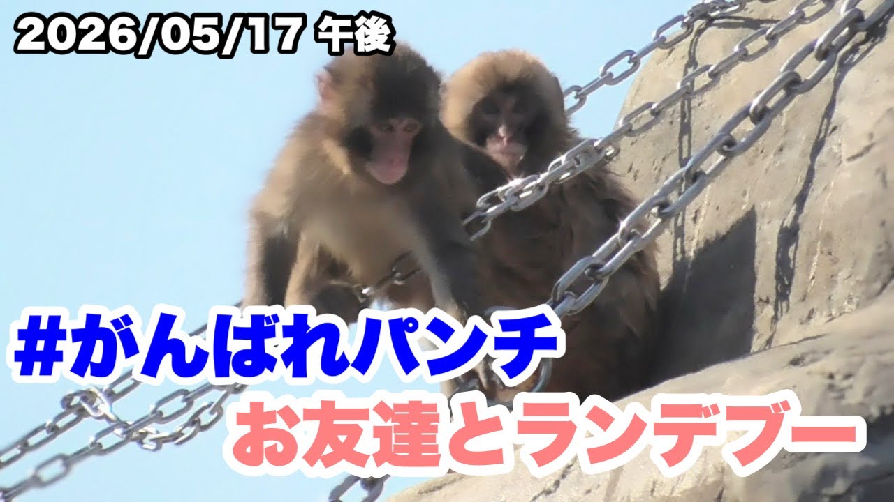 5/17午後 パンチくん、お友達とランデブー（Punch-kun goes on a