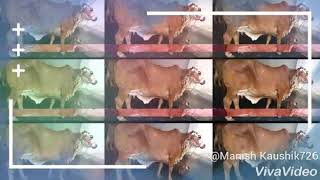 Sahiwal Cow Milk Ing