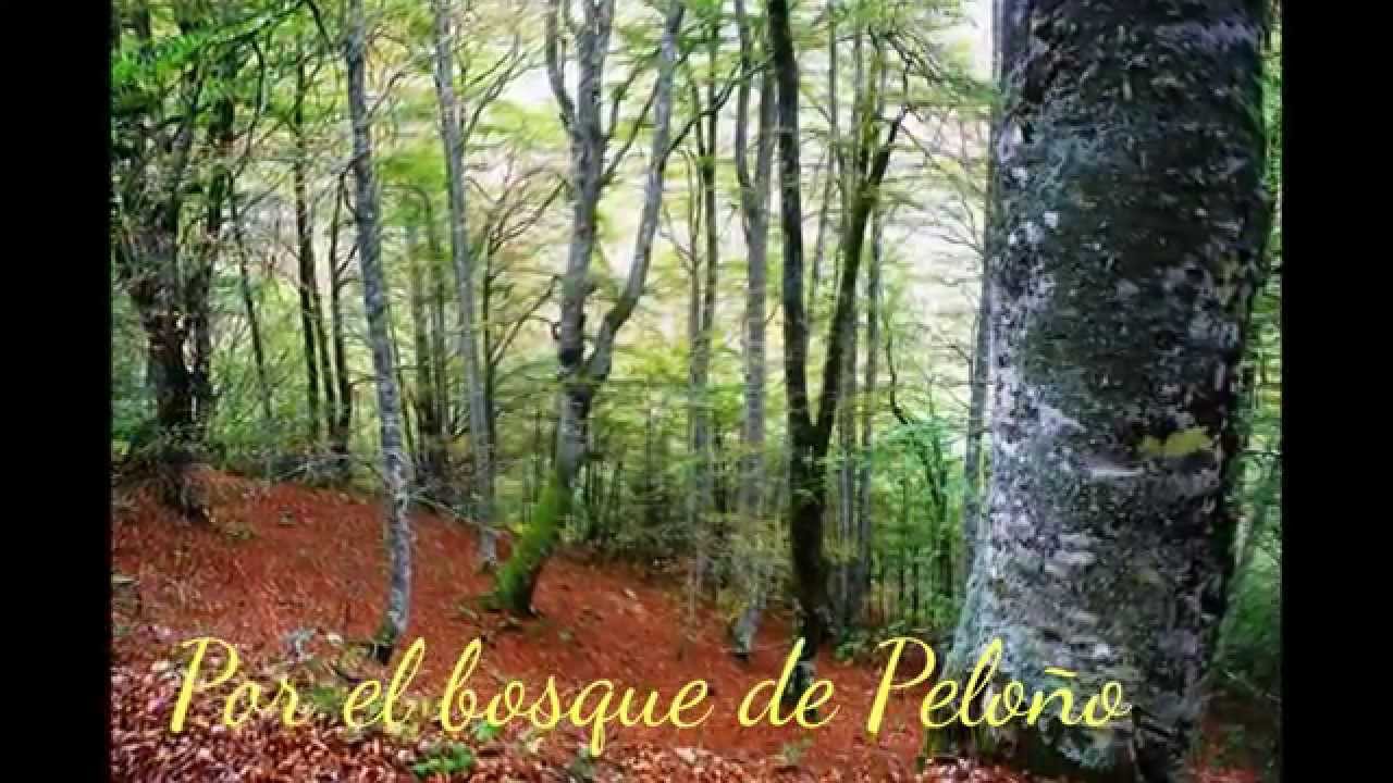 Por el bosque de Peloño