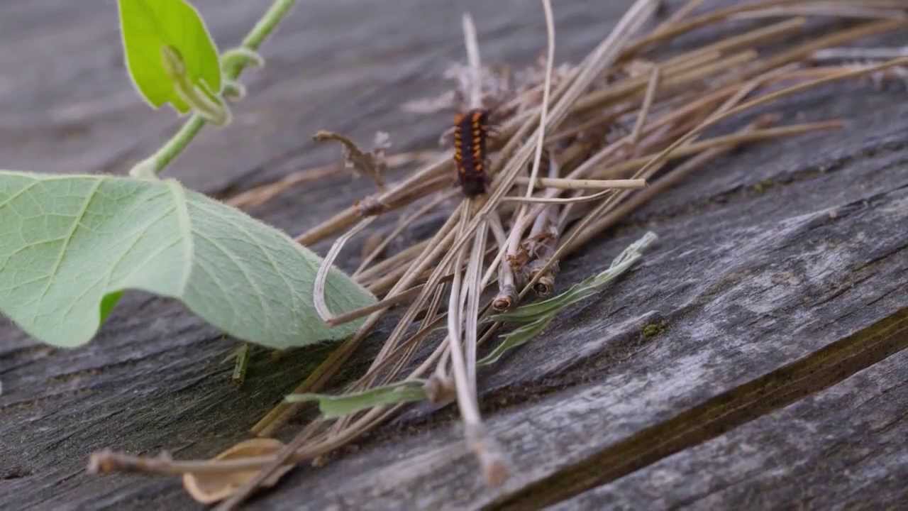 Traditional Ecological Knowledge
