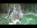 μπουφος ,eurasian eagle owl part 2
