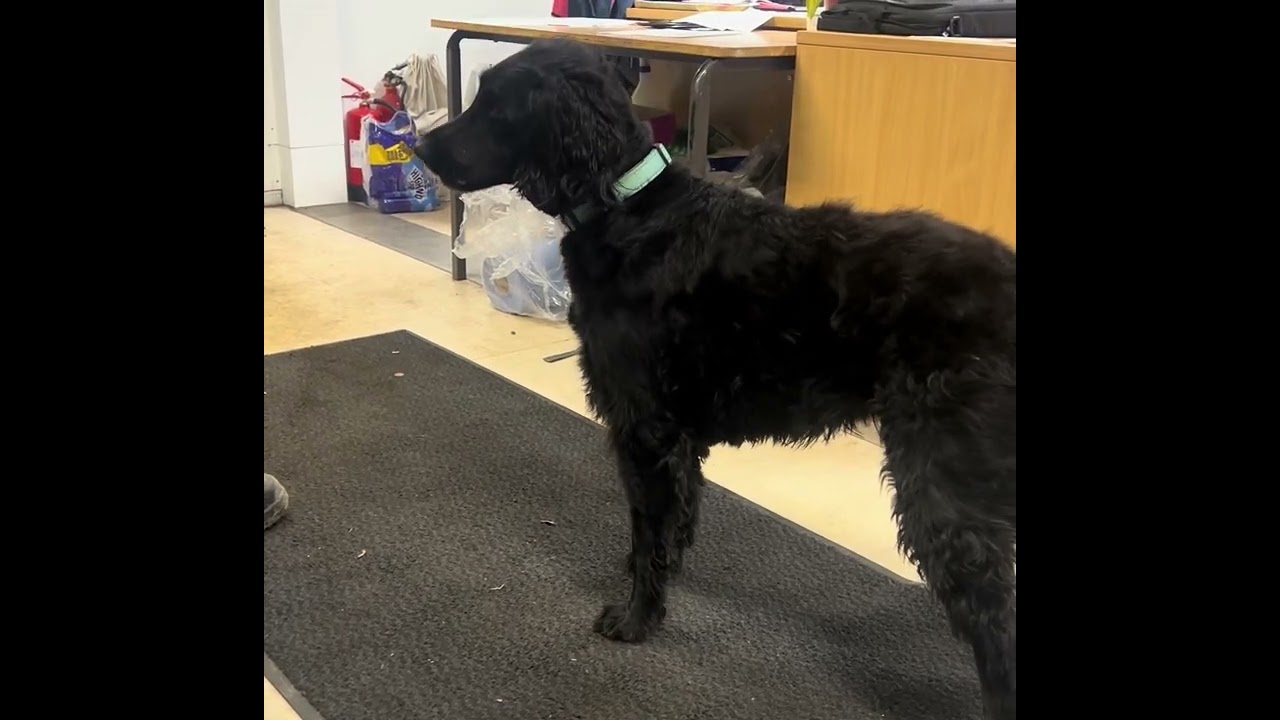 Oakley the dog, sings for the @BBC 