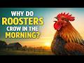 The True Reason Roosters Crow at Morning Time