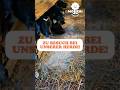 🐮 Zu Besuch bei unserer Herde