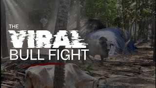 Bull Fight ...Love With Cow.