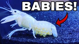 HATCHING 1 MILLION WHITE LOBSTER CRAWFISH BABIES!