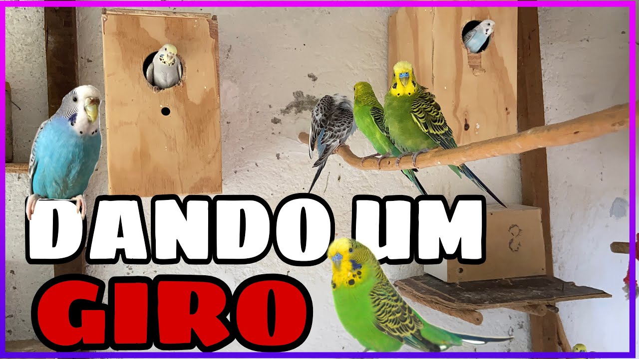 DANDO UM GIRO PELA CRIAÇÃO 