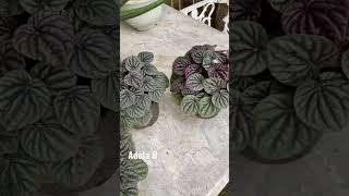 Silver Ripple Peperomia #shorts #youtubeshorts #adelab