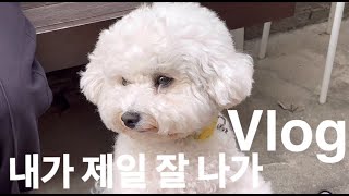 VLOG #72 루를 위한 헌정영상 | 애견동반카페 | 구월동카페 | 코사메 | 그리너리하우스 | 댕댕이 | 푸숑 by 거산의꽃 153 views 2 months ago 9 minutes, 26 seconds