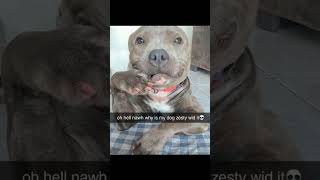 oh hell nawh why is my dog zesty wid it 💀 #memes