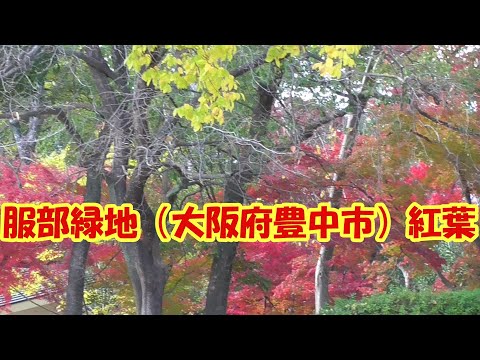 服部緑地 （大阪府豊中市）では紅葉、黄葉が真っ盛りです。