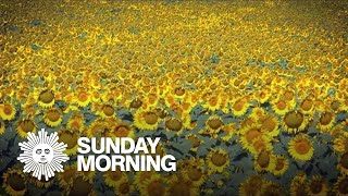 Nature: Sunflowers in South Dakota