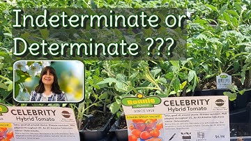 Which is BEST for You? Indeterminate vs Determinate Tomatoes