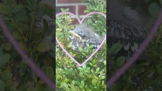 What kind of bird is this? I’ve scrolled the internet trying to figure it out… #birdlover #birds  l