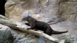 Otter at Montreal's Biodome