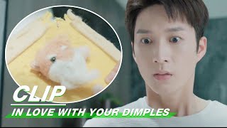 Clip: Lu's Dog Bite The Notebook While He Is Asleep | In Love With Your Dimples EP02| 恋恋小酒窝 | IQiyi Clip: Lu's Dog Bite The Notebook While He Is Asleep | In Love With Your Dimples EP02| 恋恋小酒窝 | IQiyi