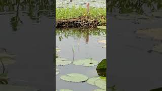 ikan sulit gak mau di bawa pulang#fishing#sepot#jalanyangjauhjanganlupapulang