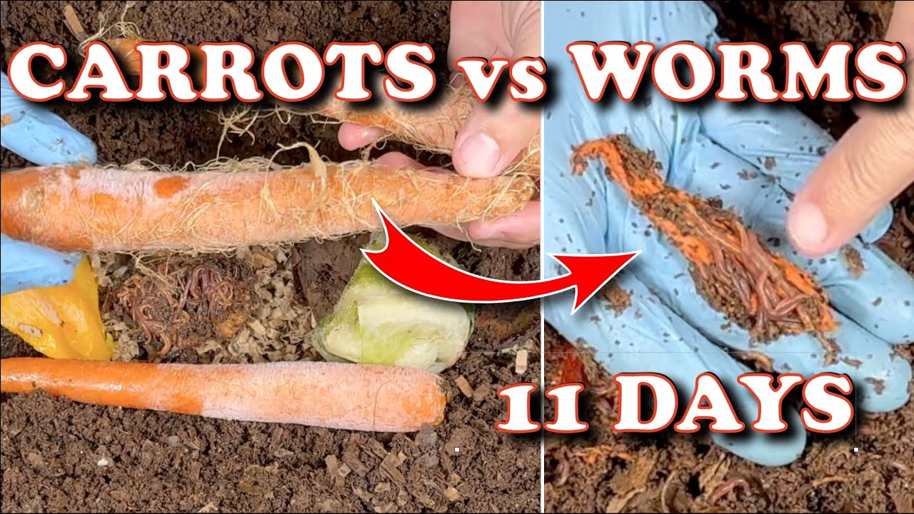 4000 Compost Worms Devour Huge Carrots Worm Farm YouTube