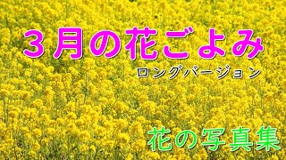 「花の写真集」３月の花ごよみ（ロングバージョン）、spring flower、桜の写真集、季節の花だより、春の花