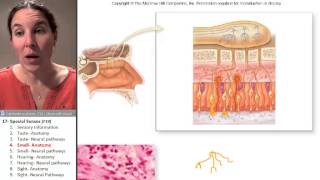 Special Senses 4- Olfactory anatomy