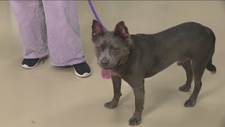 Meet adoptale pup Taz, learn about ARL of Iowa volunteering and pet enrichment