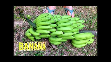 Cavendish Down 2 :  Harvesting a (LARGE) Rack of Bananas from tall Plant- Machete Method