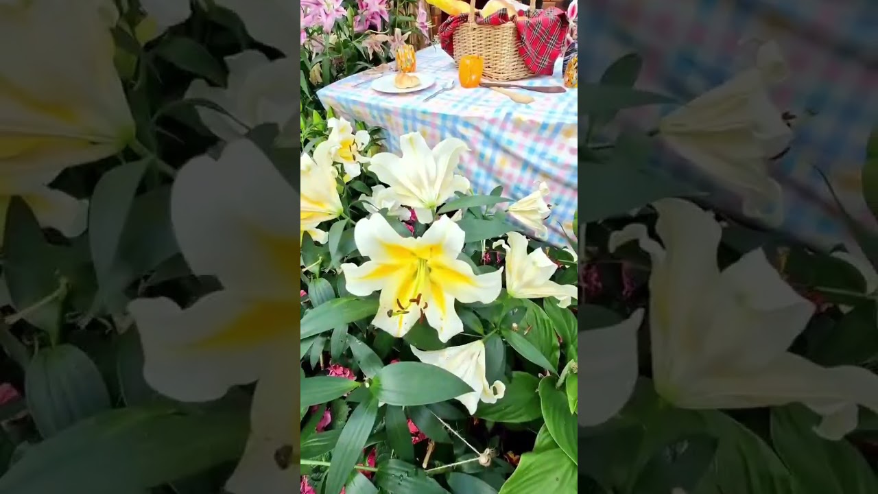 🪻🌸  Lilytopia in Folwer Dome...Where flowers never stop blooming @ Garden by the bay SG. 🌺 🍀