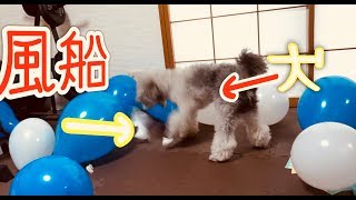 🐶 犬が風船を割ったリアクションが可愛すぎたwww 【dog】【toy poodle】