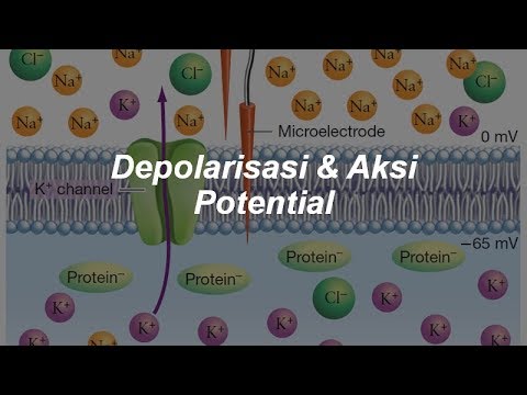 Video: Selama depolarisasi, bagian dalam membran?