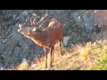 Big 13 Pointer Red Stag! 2021 Roar Trip