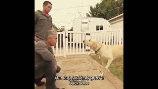 Dogs trained by professional! Expert needs to see this! This video #dog #reels  #movie #youtubereels