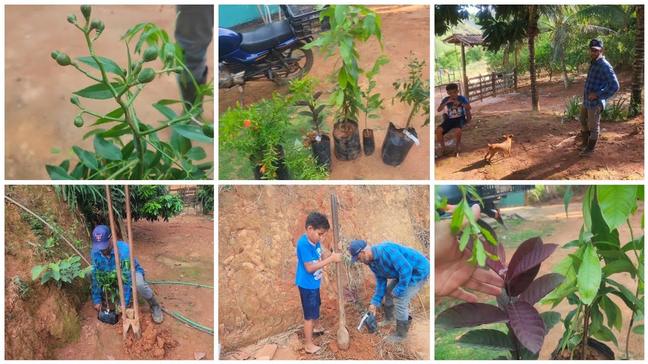FIZEMOS PLANTIO DE NOVOS PÉS DE FRUTAS ACOMPANHE NOSSA ROTINA NA ROÇA.