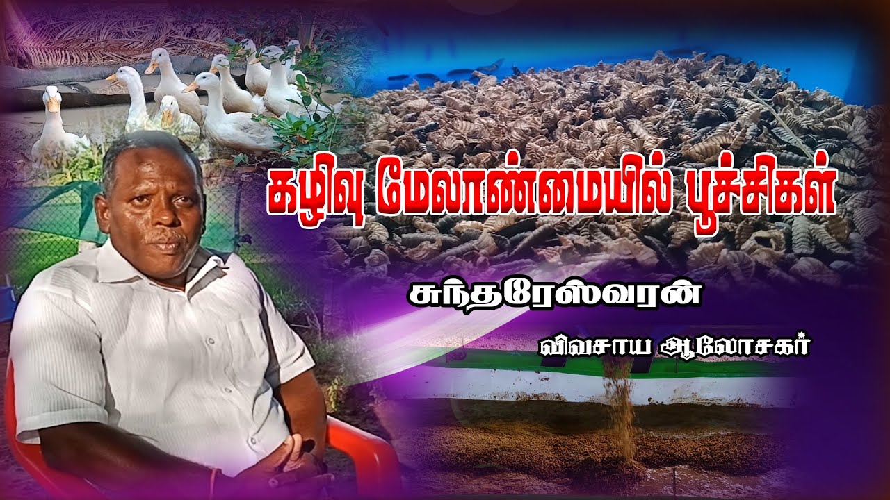 Black Soldier Fly | கழிவு மேலாண்மை மற்றும் கோழி தீவண உற்பத்தி