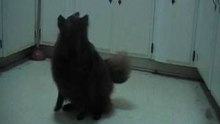 Diva Tricks