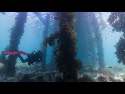 Diving at Portsea