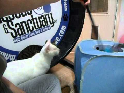 blind kitten toys Mickey verses Cube
