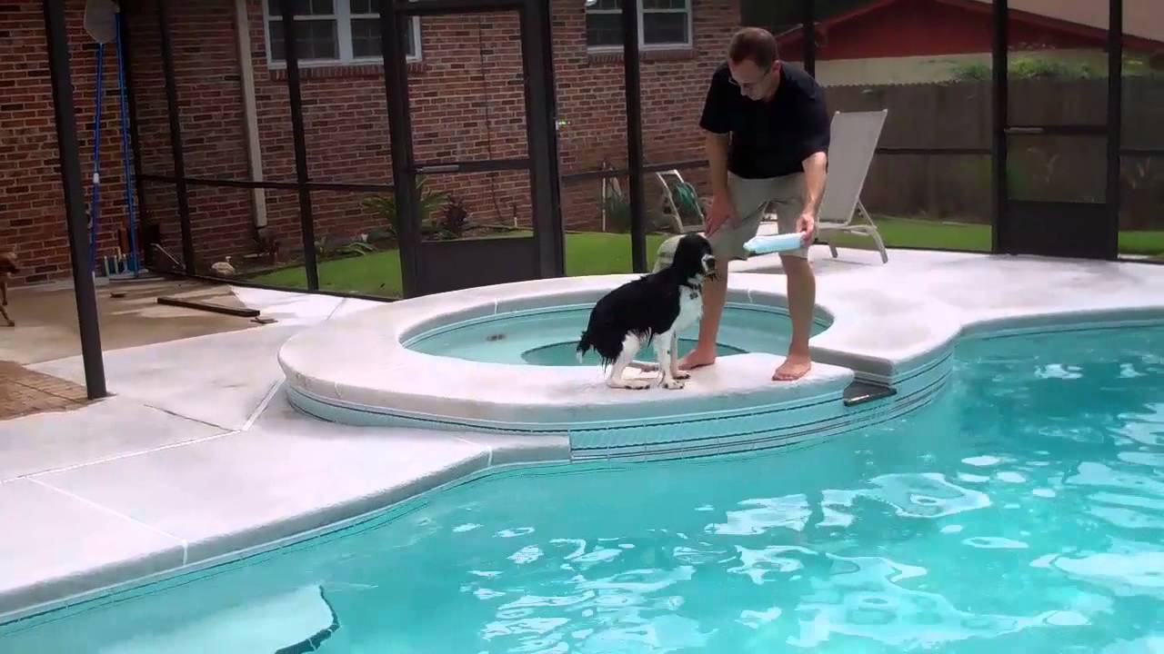 Jake The English Springer Learning to Jump in the Pool