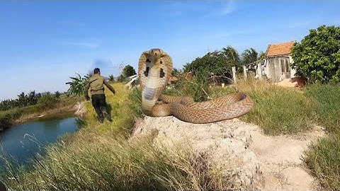 Cuộc Gọi Khẩn Cấp Con Rắn Sống Trong Ngôi Nhà Hoang Giữa Cánh Đồng | Đại Vùng Cao 