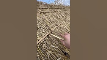 The sound of thatching 🫠 #thethatchingguy #asmr #sound #satisfying #shorts