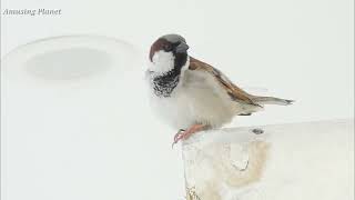 Common Sparrow Call - Sparrow Call - Sounds - Songs - Vocals