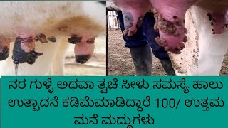 Bovine papilloma virus | treatment for pox wart cracks on teat ನರ ಗುಳ್ಳೆ ಅಥವಾ ತ್ವಚೆ ಸೀಳು ಪರಿಹಾರ