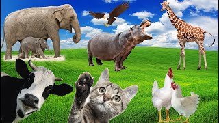 Learn about familiar animals, animal sounds and foods: Dogs, Cats, Chickens, Elephants, Cows...