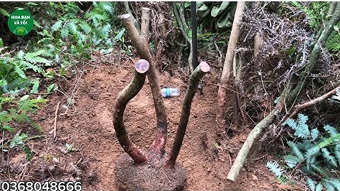 Hoa sim rừng dáng tam đa.Hoa bạn và tôi