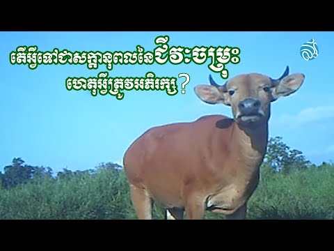 តើអ្វីទៅជាសក្តានុពលនៃជីវៈចម្រុះ ហេតុអ្វីត្រូវអភិរក្ស?