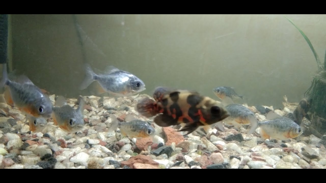 Piranha Fish and Oscar Fish Aquarium monstrous fish Tank YouTube